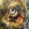 Halloween Horror Movie Prop Human Corpse Skull Head "Twisted Tristen" view 3