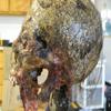 Halloween Horror Movie Prop Human Corpse Skull Head "Twisted Tristen" view 4