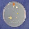 Nutrient Agar Plates - Sterilized - 2, 100 Millimeter view 2