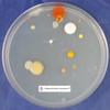 Nutrient Agar Plates - Sterilized - 2, 100 Millimeter view 3