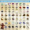 DANCING BEAR Rock, Mineral & Geodes Treasure Hunt Activity Kit (250 Pc Set) Real Shark Teeth Fossils, ID Sheet & Rock Book, STEM view 2
