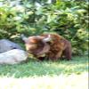 14" BISON - LARGE view 2