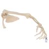 3B Scientific A46 Arm Skeleton w/Scapula and Clavicle - 3B Smart Anatomy view 1