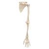 3B Scientific A46 Arm Skeleton w/Scapula and Clavicle - 3B Smart Anatomy view 2