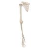 3B Scientific A46 Arm Skeleton w/Scapula and Clavicle - 3B Smart Anatomy view 3
