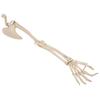 3B Scientific A46 Arm Skeleton w/Scapula and Clavicle - 3B Smart Anatomy view 4
