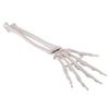 3B Scientific A40/3 Hand Skeleton w/Ulna-Radius loosely Strung - 3B Smart Anatomy view 1