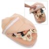 Abdominal Palpation Model view 1