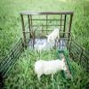 Little Buster Toys Animal Barn All-Metal 1:16 Scale Farm Building with Working Gates, Metal Floor & Roof Collectible Farm Toy for Displays, Ranch Dioramas, and Holiday-Themed Gifting view 3