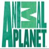 Animal Planet Animal Flash Cards view 2