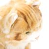 DEMDACO Large Maine Coon Cat Striped Ginger Children's Plush Stuffed Animal Toy view 4