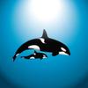 Wallmonkeys FOT-30025063-48 WM62230 Orca Whale with Baby Peel and Stick Wall Decals, 48" H x 48" W-Extra Large view 2
