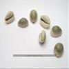 Set of 7 Cowrie Shell (for use as Binary dice) view 1