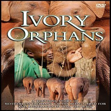 Ivory Orphans DVD