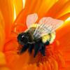 Folkmanis Honey Bee Hand Puppet, Yellow, Black (3028) view 3
