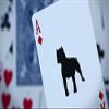 2 Decks the Humane Society Bicycle Playing Cards view 4