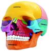4D Master 26087 4D Anatomy Didactic Exploded Skull Model view 1