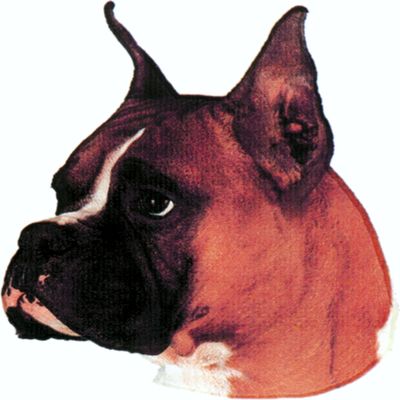 carstyling XXL Sticker Boxer 135 x 110 mm