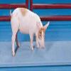 VS-660 Hog Sheep Goat Alpaca Dog Scale 43" x 20" Heavy Duty view 1