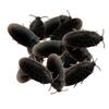 12 Realistic Rubber Fake Cockroaches - Trick Cockroach Bug Freeky Out Everyone view 1