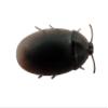 12 Realistic Rubber Fake Cockroaches - Trick Cockroach Bug Freeky Out Everyone view 2