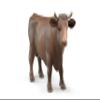 Bull view 1