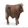 Bull view 2