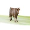 Bull view 3
