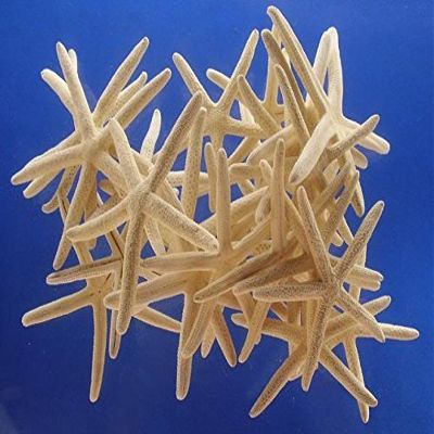 50 Pcs White Finger Pencil Starfish 2 1/2" - 3"