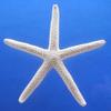 50 Pcs White Finger Pencil Starfish 2 1/2" - 3" view 2