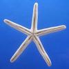 50 Pcs White Finger Pencil Starfish 2 1/2" - 3" view 3