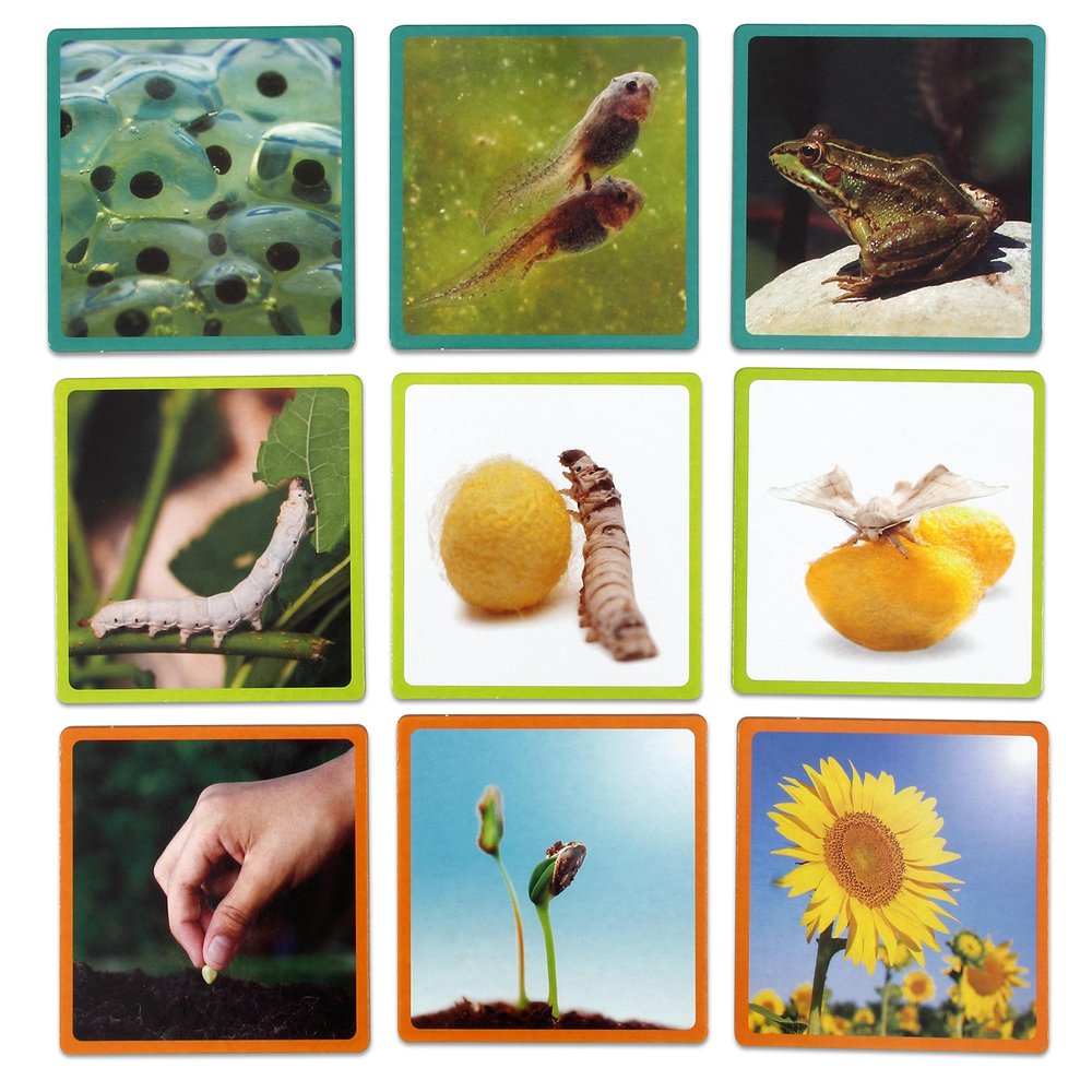 Akros Akros30641 Nature Maxi-Sequences Game