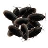 12 Pack Creepy Crawly Rubber Cockroaches view 1
