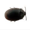 12 Pack Creepy Crawly Rubber Cockroaches view 2