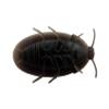 12 Pack Creepy Crawly Rubber Cockroaches view 3
