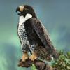 Folkmanis Peregrine Falcon Hand Puppet, Black/White/Yellow view 3