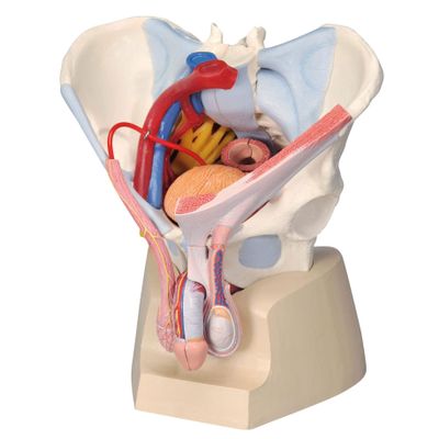 3B Scientific H21/3 Male Pelvis with Ligaments, Nerves and Organs, 7 Part - 3B Smart Anatomy