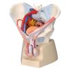 3B Scientific H21/3 Male Pelvis with Ligaments, Nerves and Organs, 7 Part - 3B Smart Anatomy view 1