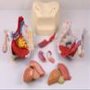 3B Scientific H21/3 Male Pelvis with Ligaments, Nerves and Organs, 7 Part - 3B Smart Anatomy view 2