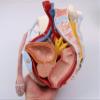 3B Scientific H21/3 Male Pelvis with Ligaments, Nerves and Organs, 7 Part - 3B Smart Anatomy view 3