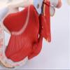 3B Scientific H21/3 Male Pelvis with Ligaments, Nerves and Organs, 7 Part - 3B Smart Anatomy view 4