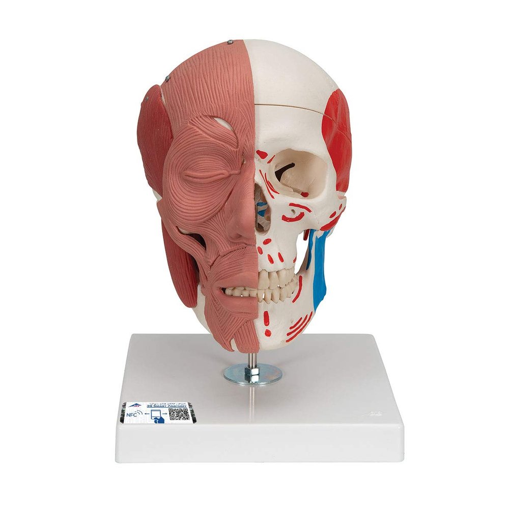 3B Scientific A300 Skull with Facial Musculature - 3B Smart Anatomy