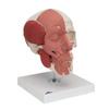 3B Scientific A300 Skull with Facial Musculature - 3B Smart Anatomy view 2