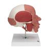 3B Scientific A300 Skull with Facial Musculature - 3B Smart Anatomy view 3