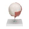 3B Scientific A300 Skull with Facial Musculature - 3B Smart Anatomy view 4