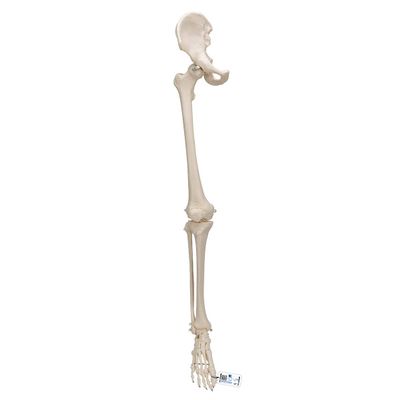 3B Scientific A36 Leg Skeleton w/Hip Bone - 3B Smart Anatomy
