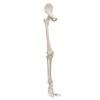 3B Scientific A36 Leg Skeleton w/Hip Bone - 3B Smart Anatomy view 1
