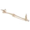 3B Scientific A36 Leg Skeleton w/Hip Bone - 3B Smart Anatomy view 2