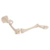3B Scientific A36 Leg Skeleton w/Hip Bone - 3B Smart Anatomy view 4