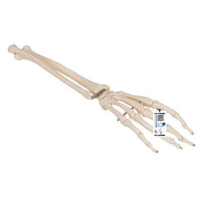 3B Scientific A41 Hand Skeleton w/portions of Ulna a. rad. Wire Mount - 3B Smart Anatomy